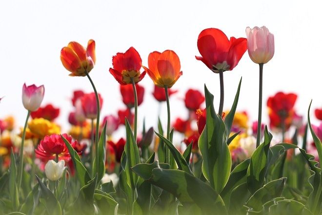 上湧別鬱金香花園