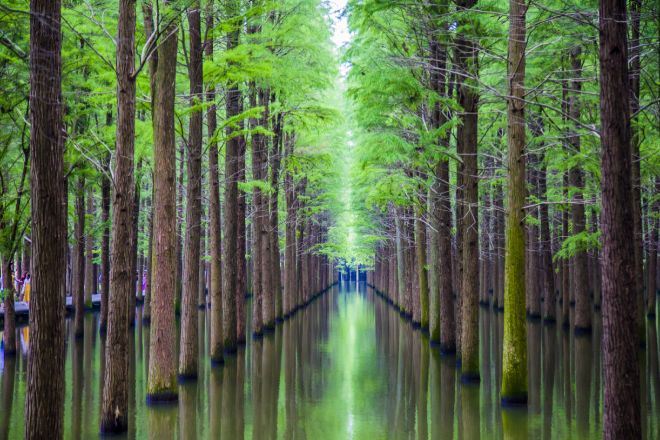夢裡水鄉濕地公園
