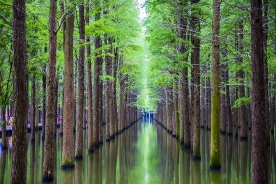 夢裡水鄉濕地公園