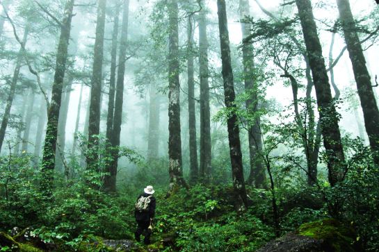 神農架國家森林公園