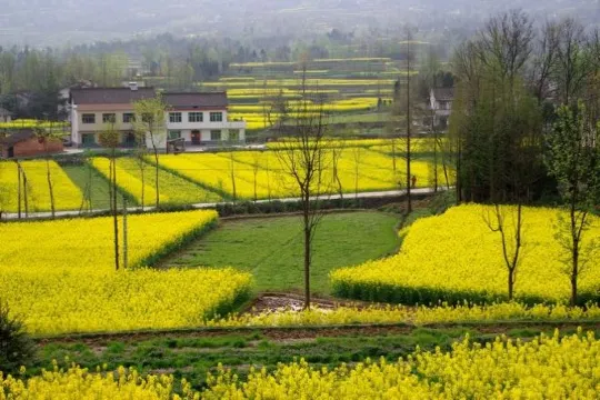 油菜花基地