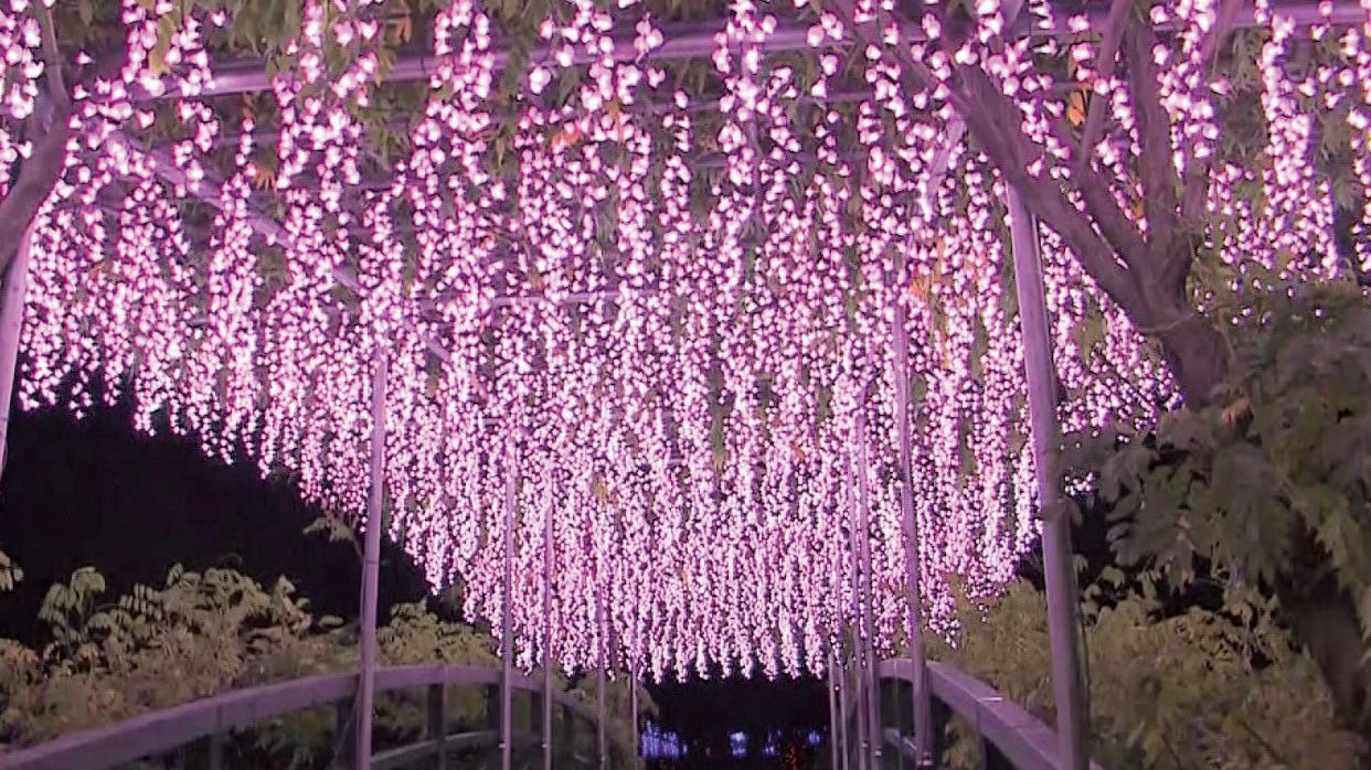 足利花卉公園光の花庭園