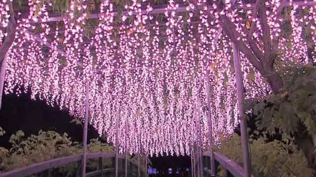 足利花卉公園光の花庭園