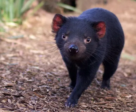 塔斯曼尼亞魔鬼~袋獾