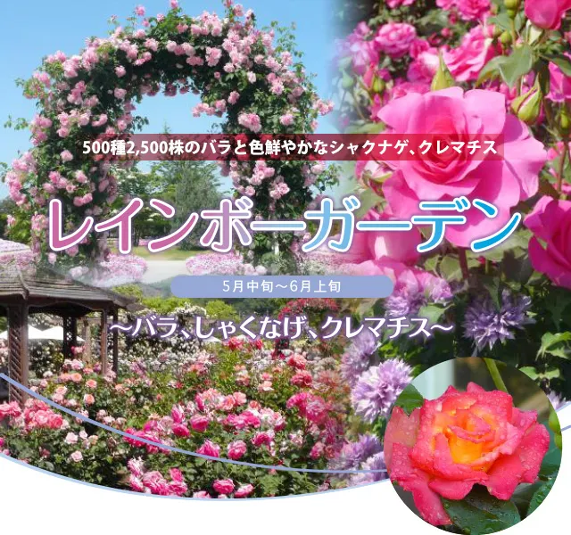 彩虹花園