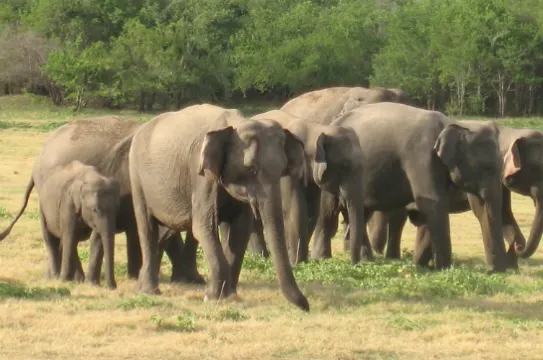 Minneriya National Game Park(自費)
