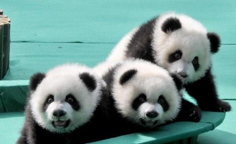 番禺長隆香江野生動物世界