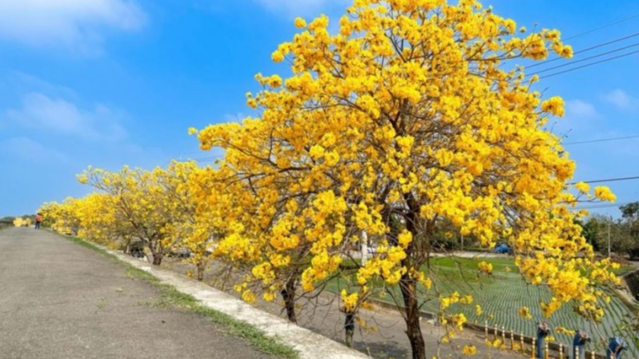 秘境賞黃花風鈴木