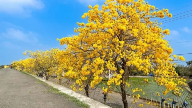 秘境賞黃花風鈴木