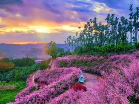 瑰蜜甜心玫瑰園~粉紅山丘麝香木秘境