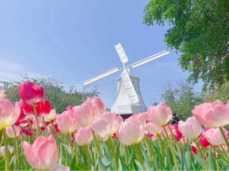 深圳荷蘭花卉小鎮