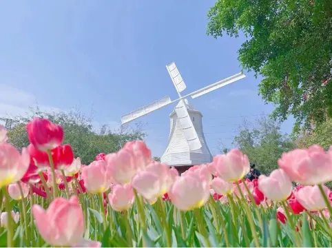 深圳荷蘭花卉小鎮