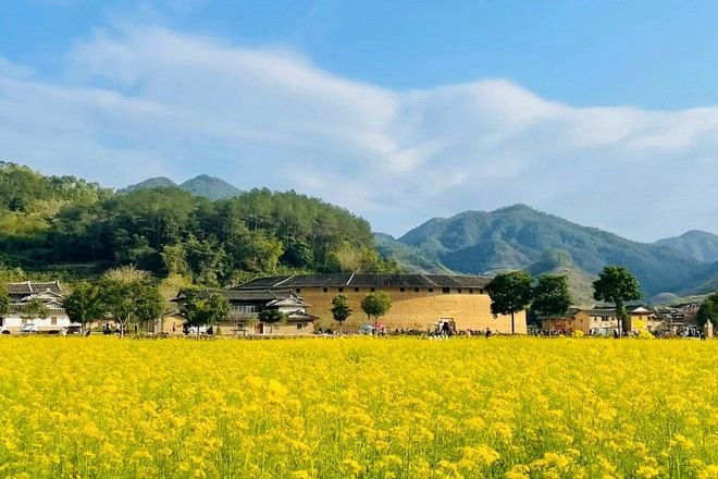 華安大地土樓油菜花