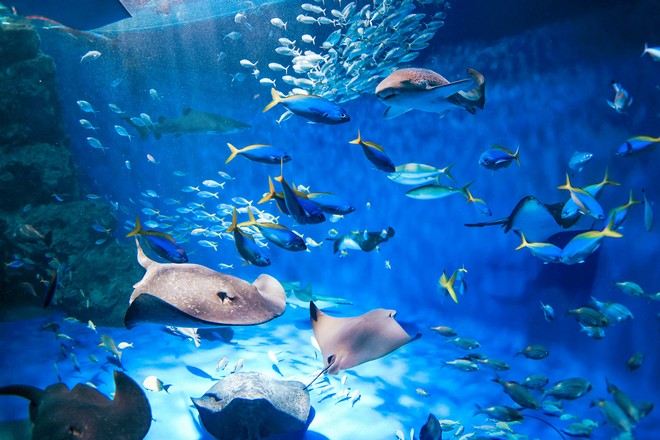 神戶須磨海洋世界