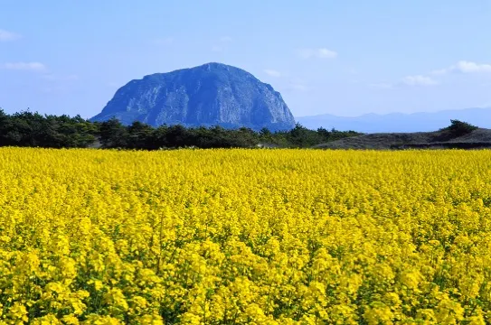 城山日出峰油菜花田