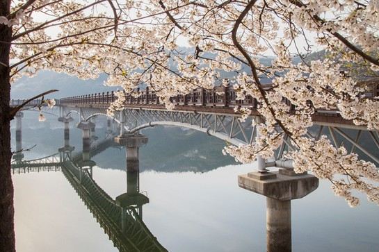 月映橋(賞櫻花)