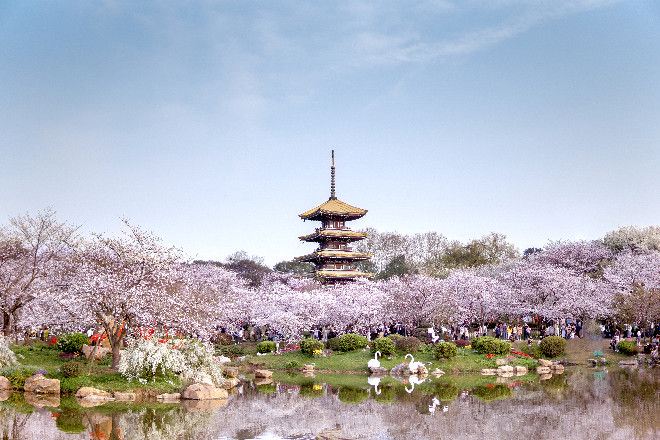 武漢東湖櫻花園