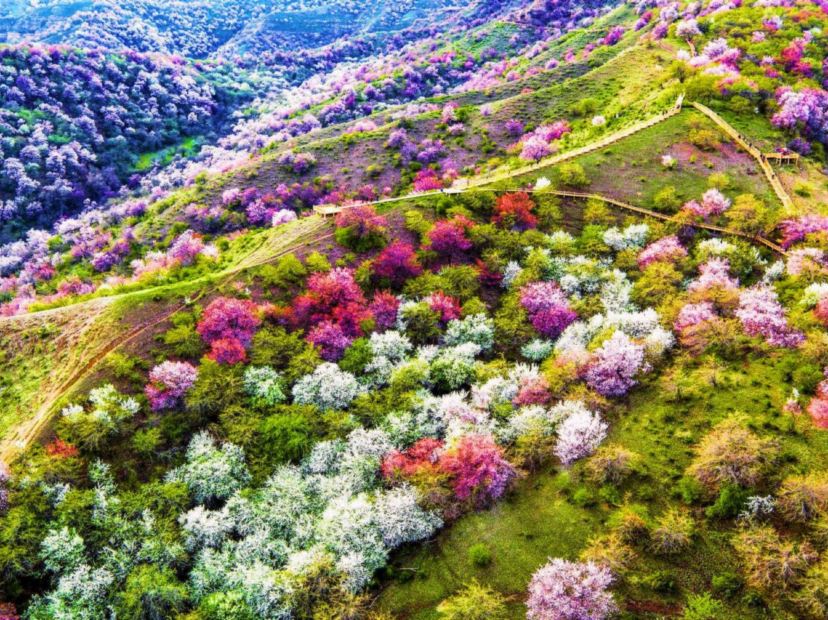 大西溝福壽山杏花