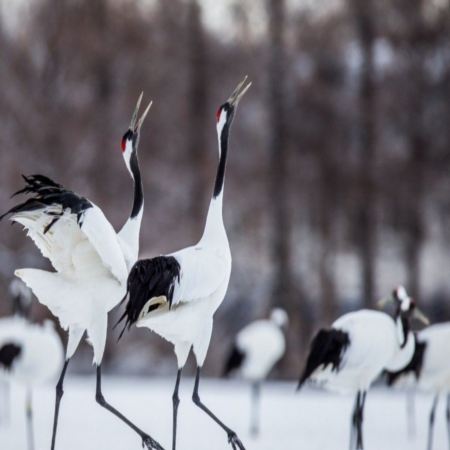 日本當地參團~$0服務費【札幌+旭川+網走+阿寒湖】7日6夜|迷你小團《出發日期: 1月8,10日，2月7日》