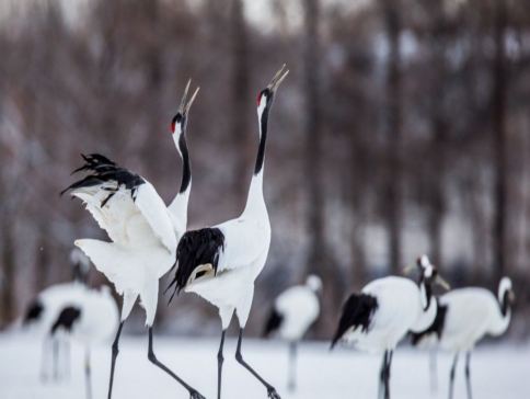 日本當地參團~$0服務費【札幌+旭川+網走+阿寒湖】7日6夜|迷你小團《出發日期: 1月8,10日，2月7日》
