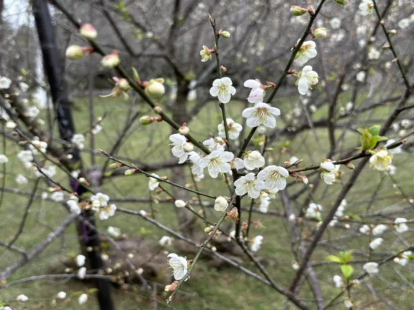 角板山梅花