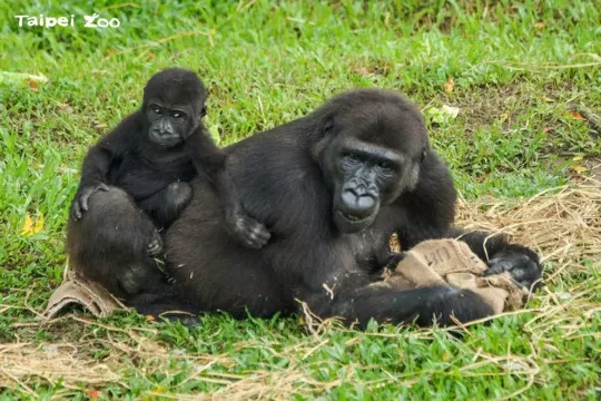 臺北市立動物園