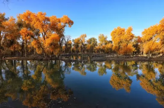 紅海胡楊林公園(10月份出發)