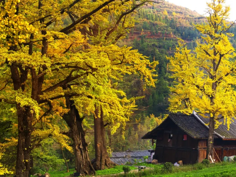 妥樂古銀杏景區
