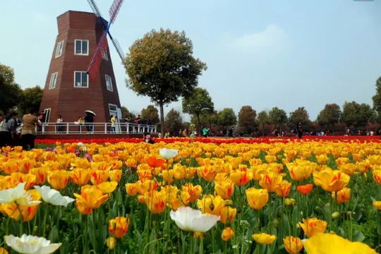 東西湖鬱金香公園