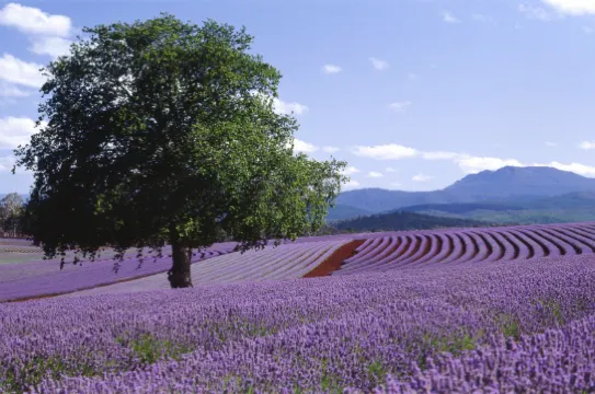 飄絲薰衣草莊園