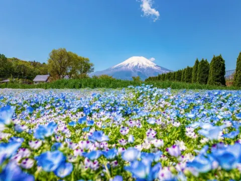 山中湖花之都公園~清流之里