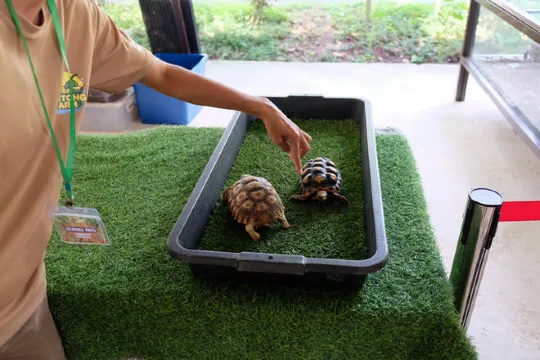 文冬休閒農場 動物