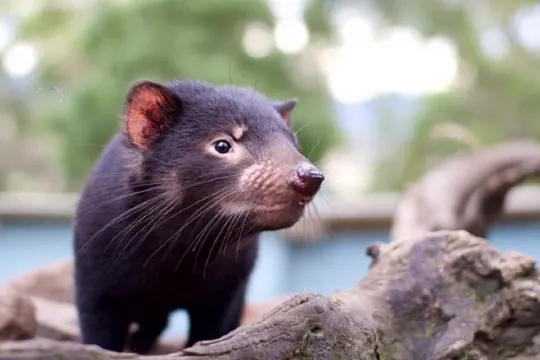 塔斯曼尼亞魔鬼