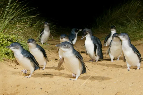夜觀神仙企鵝回巢