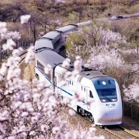 【5鑽】《花現北京》春日賞花5天純玩團  乘坐花海列車、故宮(賞花)、八達嶺長城(賞桃花)、玉淵潭(賞櫻花)、元大都遺址公園(賞海棠花)、頤和園(賞花)、採摘草莓、奧林匹克公園、園林博物館