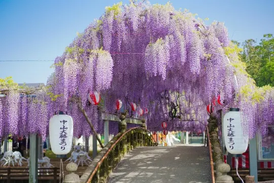 中山大紫藤花祭