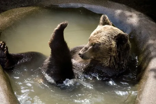 昭和新山熊牧場