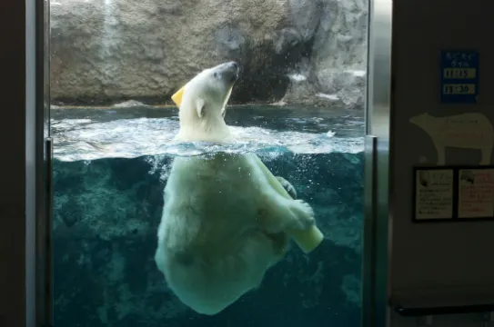 旭山動物園