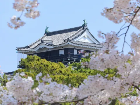 岡崎城櫻花