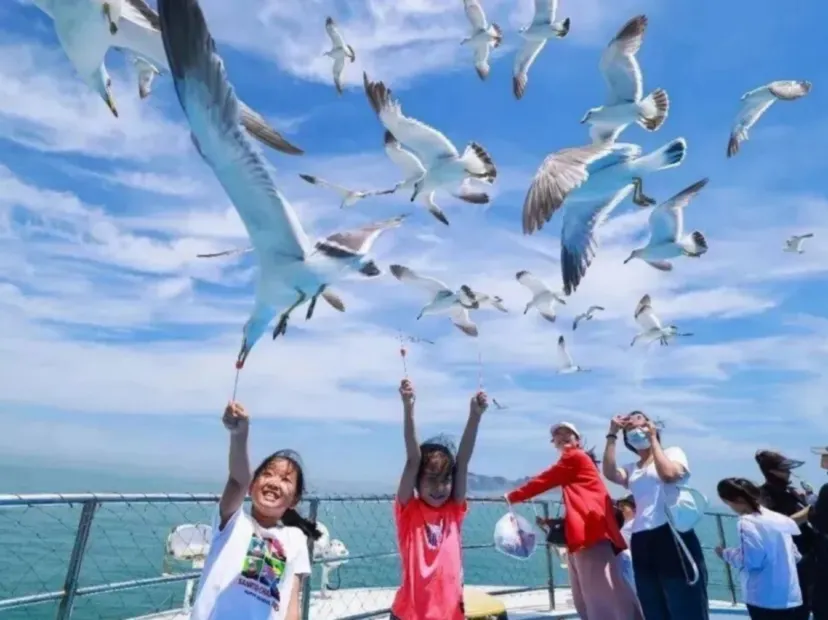 海驢島乘船出海喂海鷗