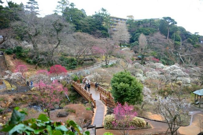 熱海梅園