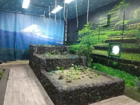 伊豆Wasabi博物館