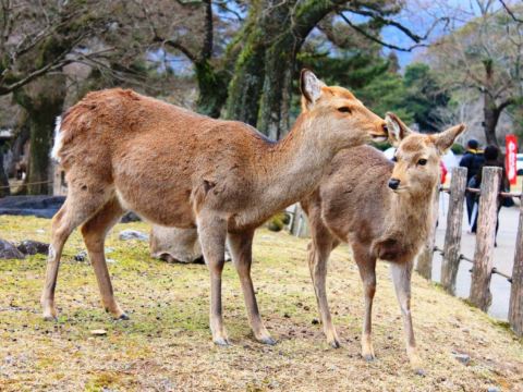 奈良公園
