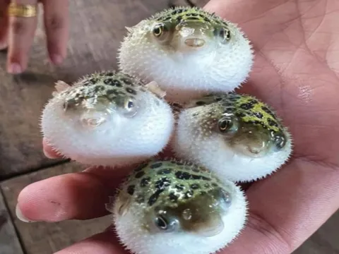 紅樹林生態保護區之旅