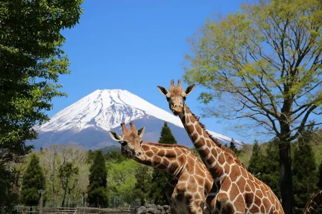 Safari Park