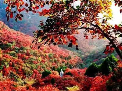 《秋「楓」石門+溫泉》石門國家森林公園(賞千畝紅楓林、天池花海)【一年一度增城農家遲菜心宴】南昆山竹溪山境溫泉酒店(獨立溫泉池客房+無限次浸泡特色溫泉) 從化惠州美景純玩2天團