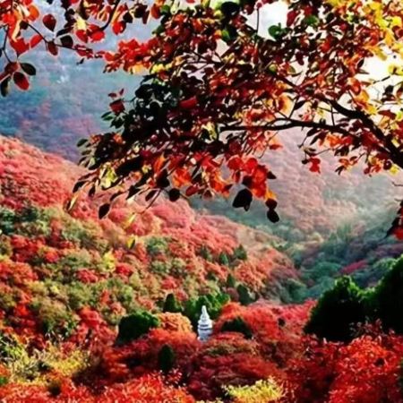 《秋「楓」石門+溫泉》石門國家森林公園(賞千畝紅楓林、天池花海)【一年一度增城農家遲菜心宴】南昆山竹溪山境溫泉酒店(獨立溫泉池客房+無限次浸泡特色溫泉) 從化惠州美景純玩2天團