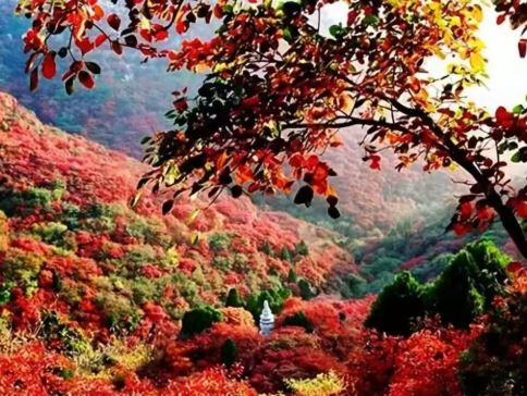 《秋「楓」石門+溫泉》石門國家森林公園(賞千畝紅楓林、天池花海)【一年一度增城農家遲菜心宴】南昆山竹溪山境溫泉酒店(獨立溫泉池客房+無限次浸泡特色溫泉) 從化惠州美景純玩2天團