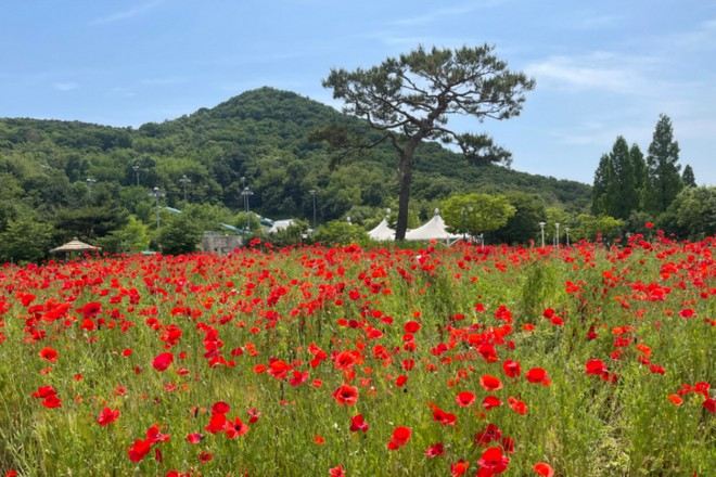 仁川大公園 賞楊貴妃