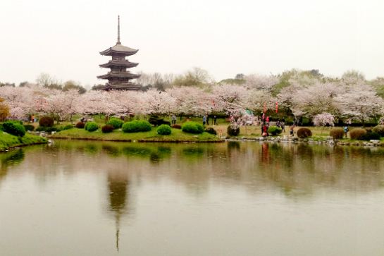 東湖櫻花園